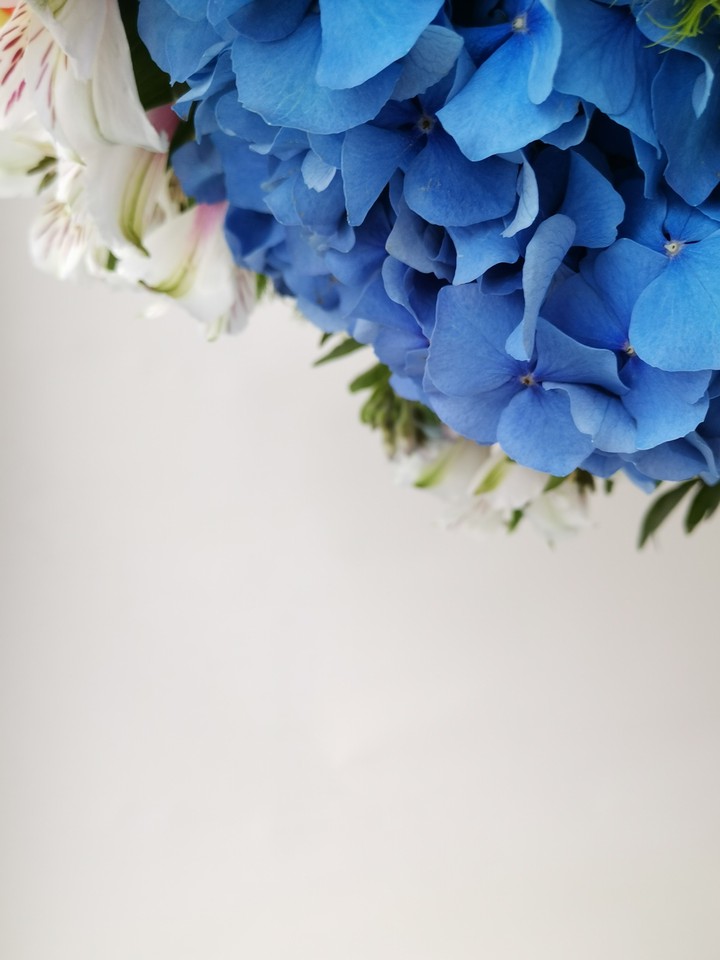 Hydrangea