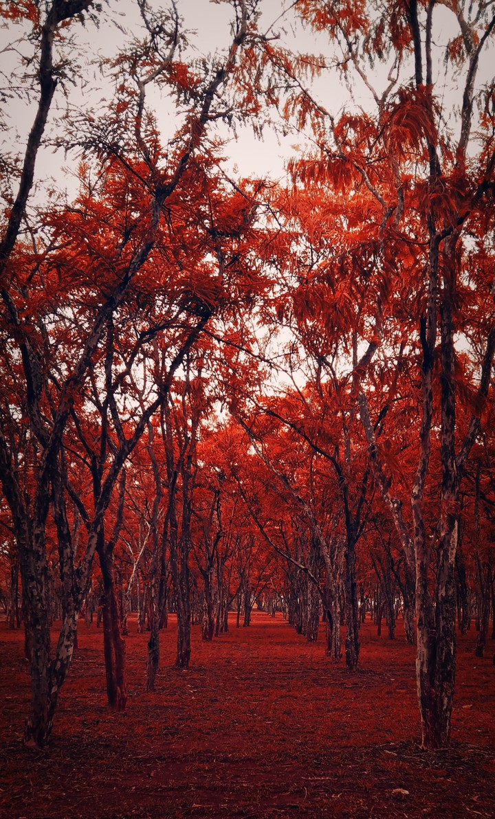 nature