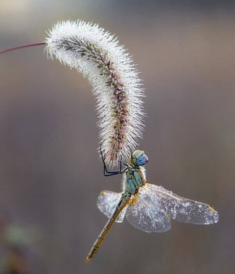 dragonfly