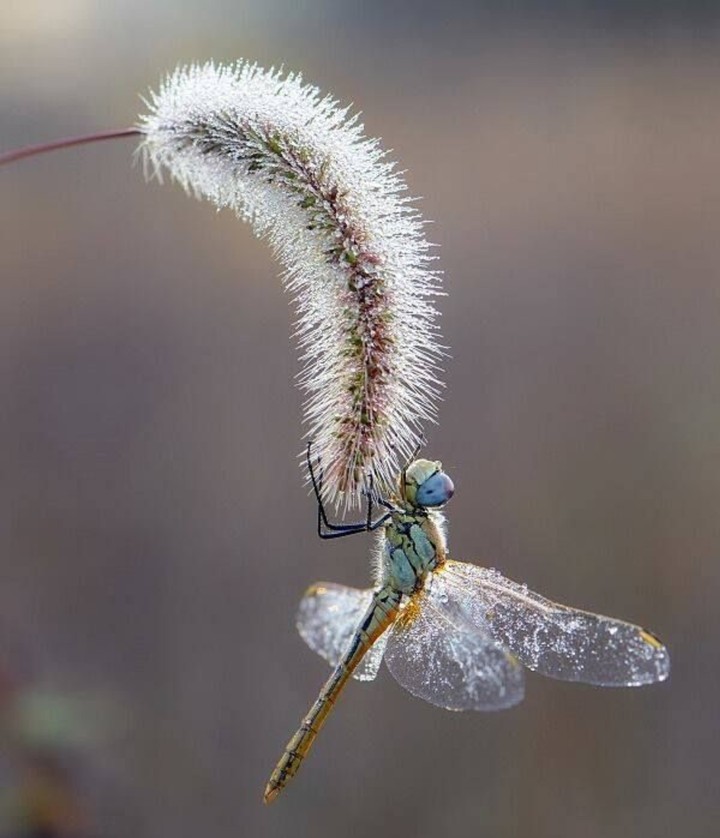 dragonfly