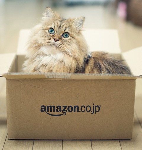 обои cat, Box