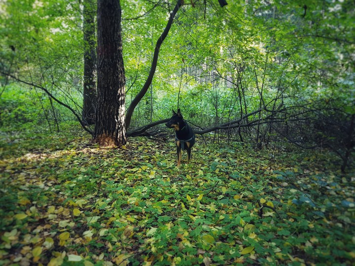 dog