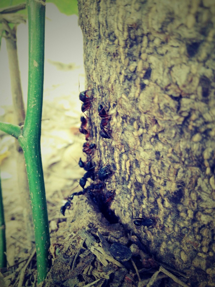 wild life ...random