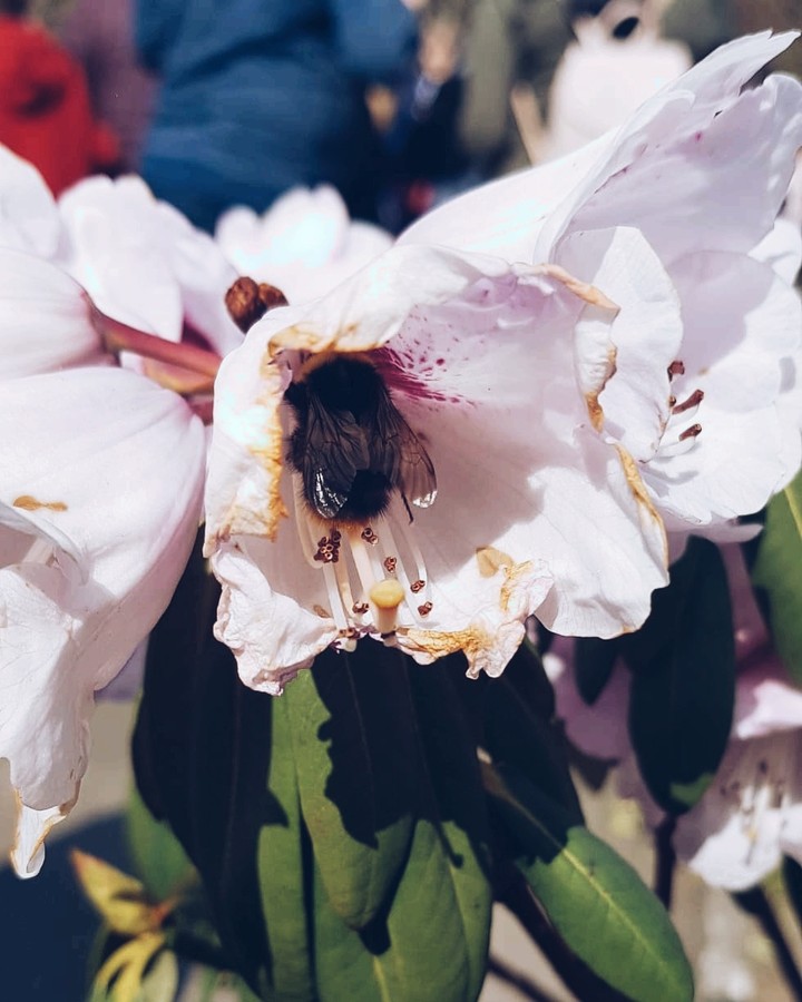 Hello spring
