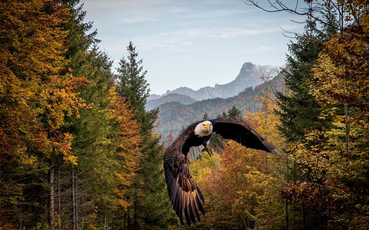 Nature's Beauty