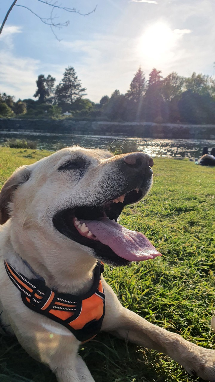 Doggy' Sunbathing