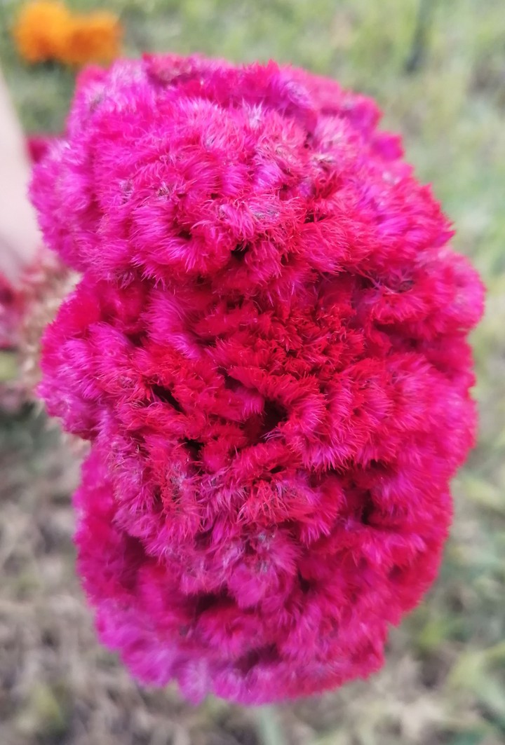 Lion Flower