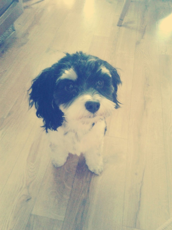 #my #dog