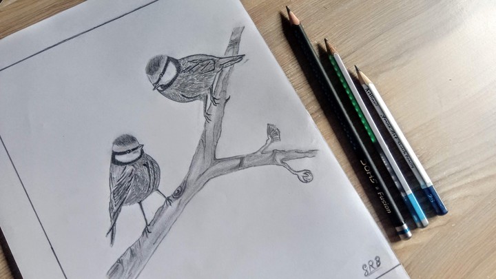 Birds Sketch
