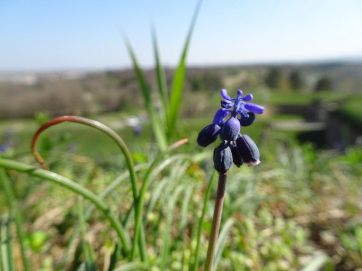 flower in Petrovaradin, Novi Sad, Serbia