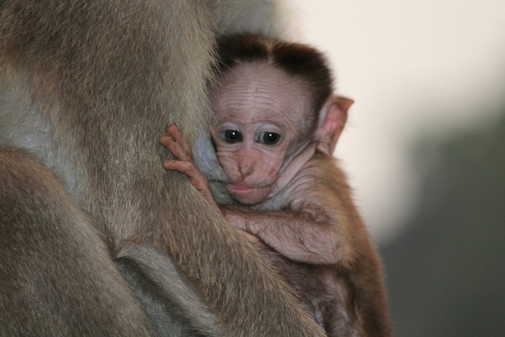 mother Love