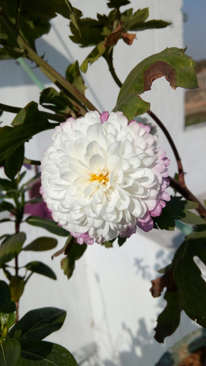 White flower