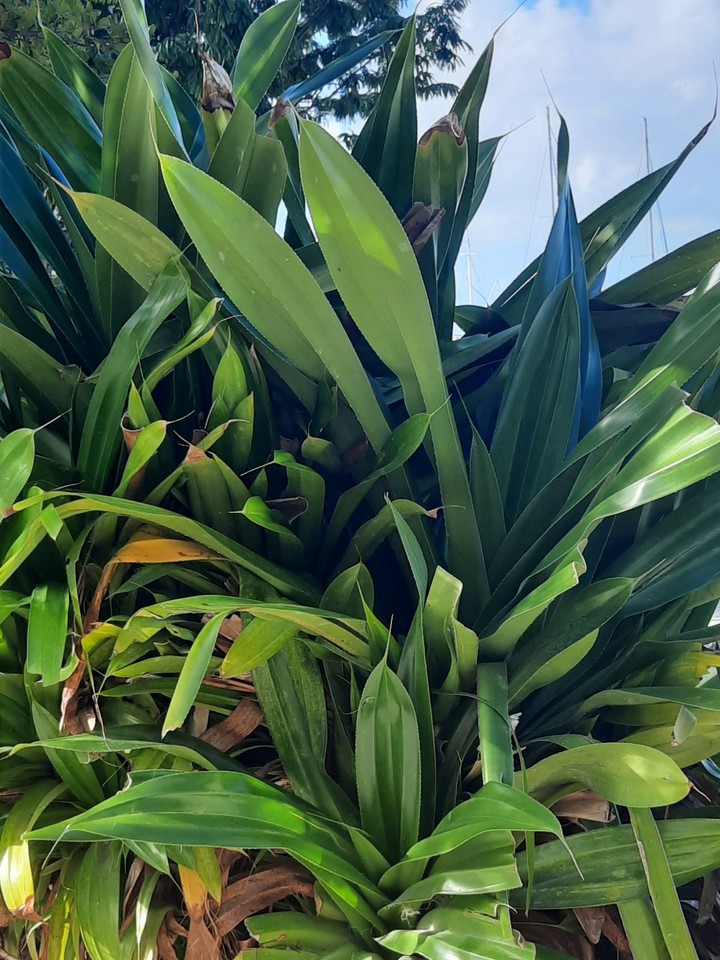 .