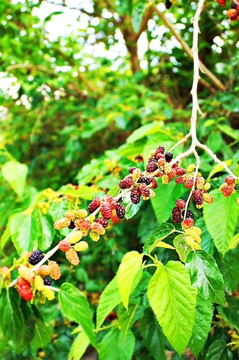 produce, fruit Hintergrundbilder