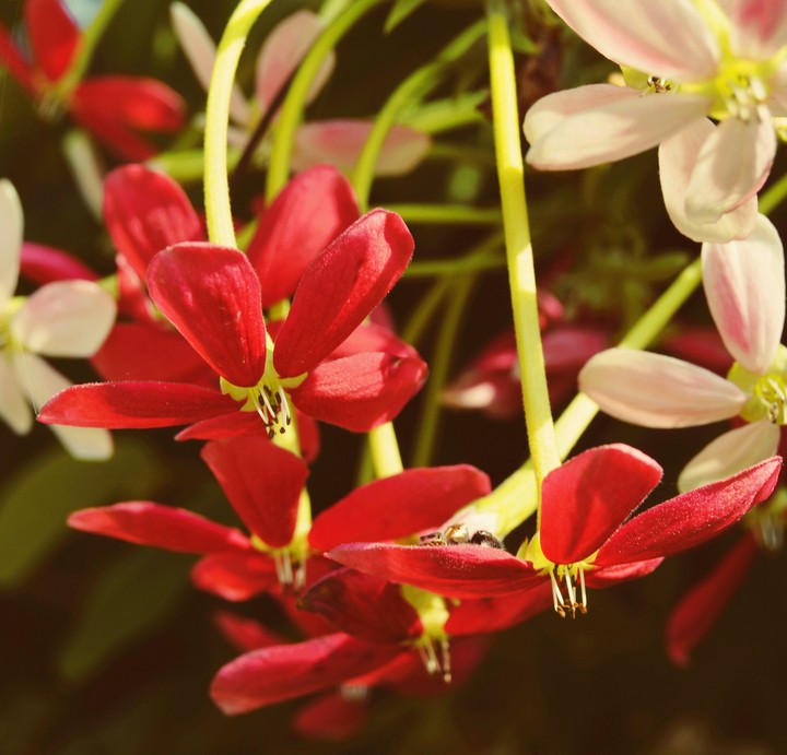 Bright red flowers