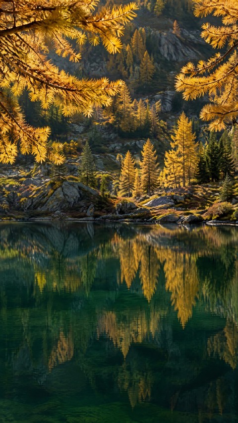 lake, forest壁紙