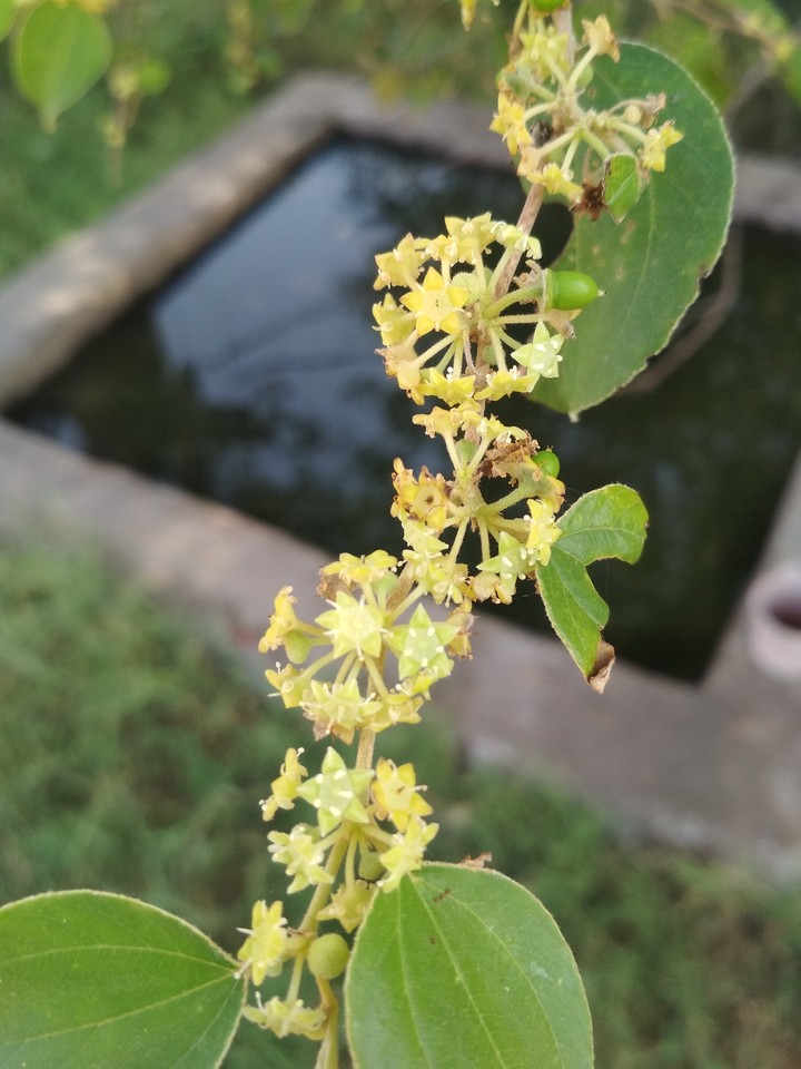 zuzube ... flowers
