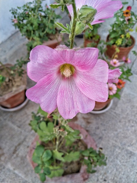 flower