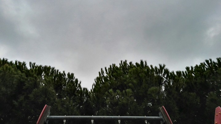 trees in the cloud