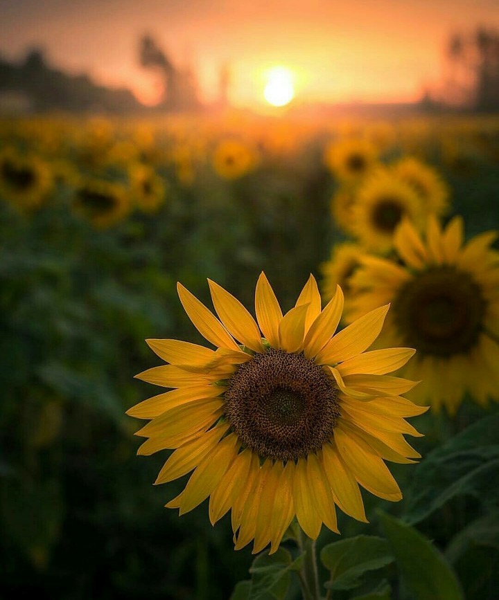 sunflower