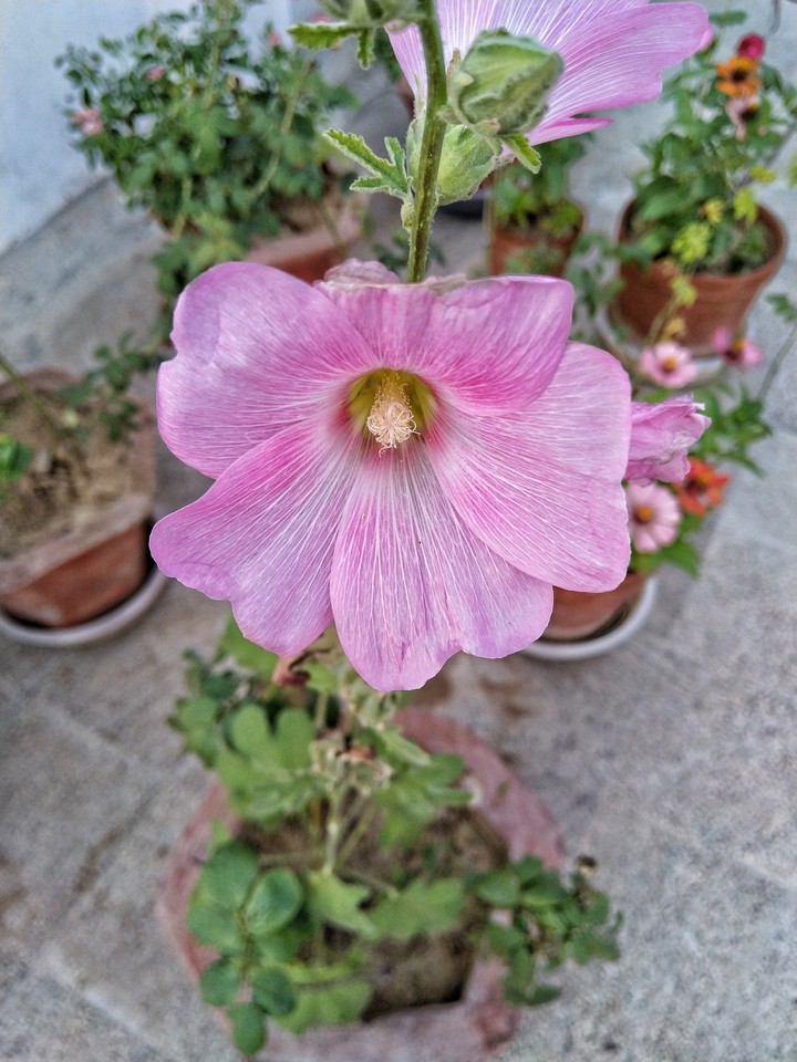 flower