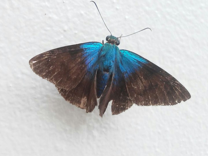 Blue and Black Butterfly