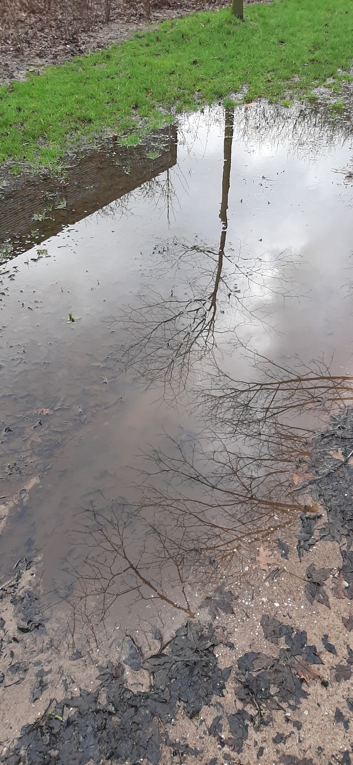 reflections in a puddle