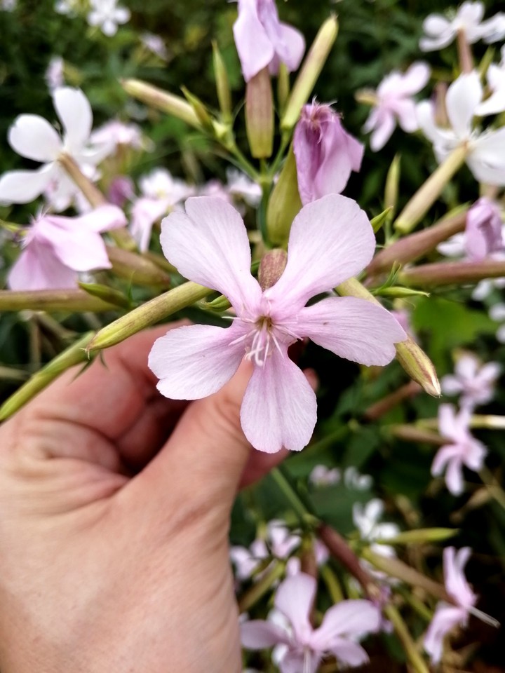 Jasmin flower