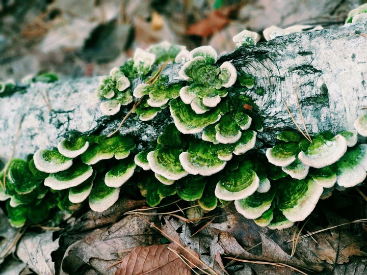 Mushroom