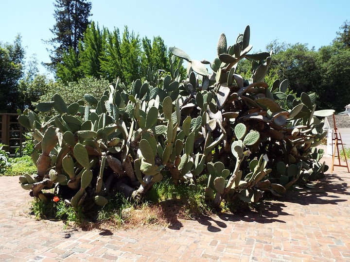 biggest cactus I've ever seen