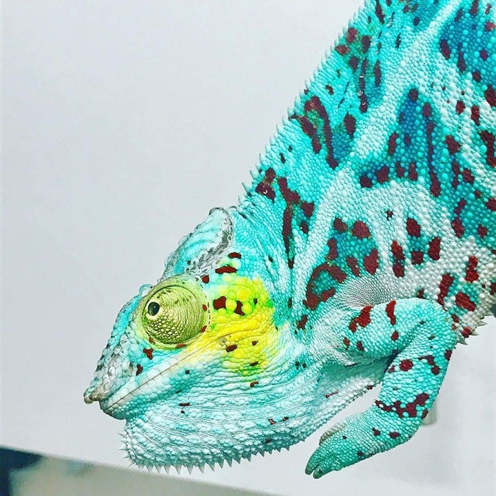 wonderful colour