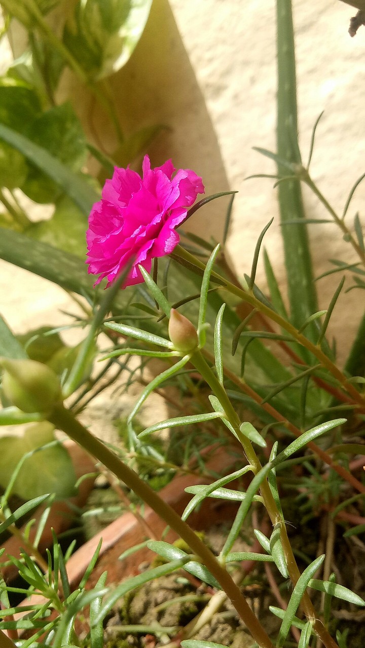 Pink flower