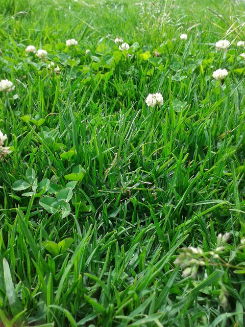 GRASS