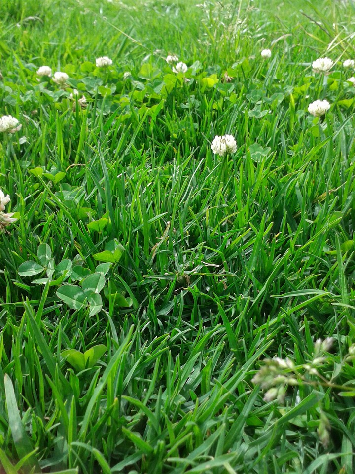 GRASS