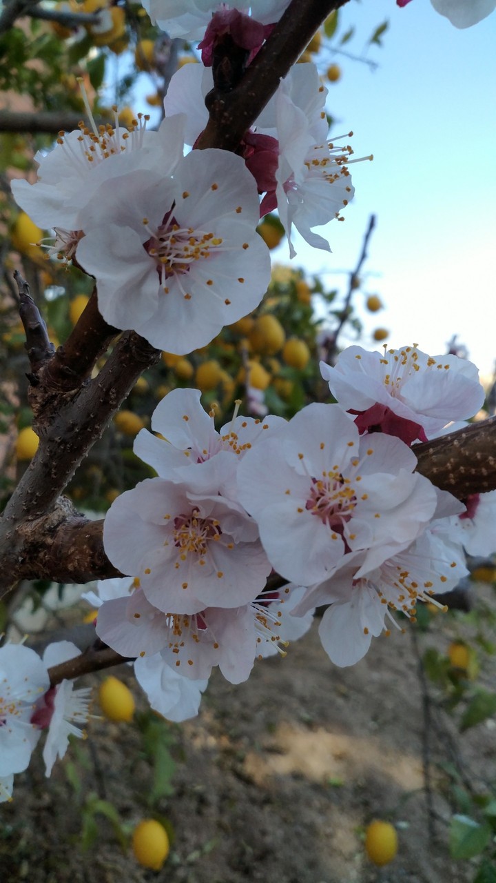 Flor de albaricoque 2
