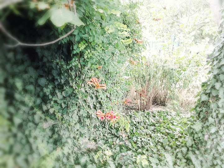 Flore