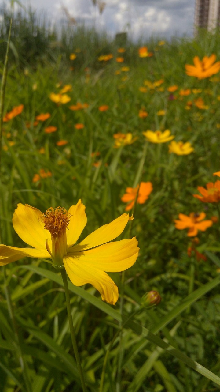 flower