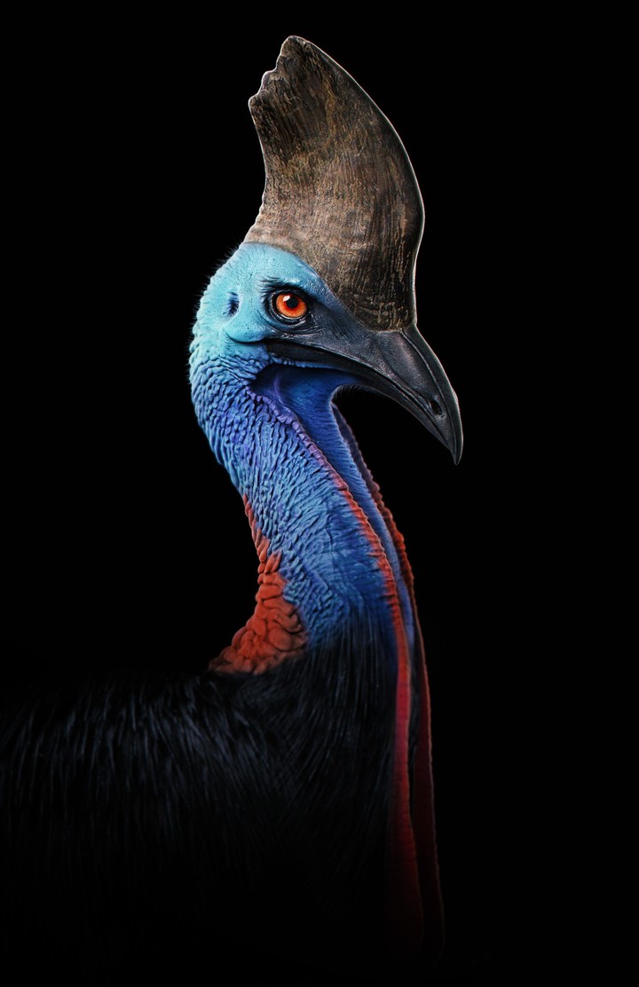 SUPER HDR 10+ OLED