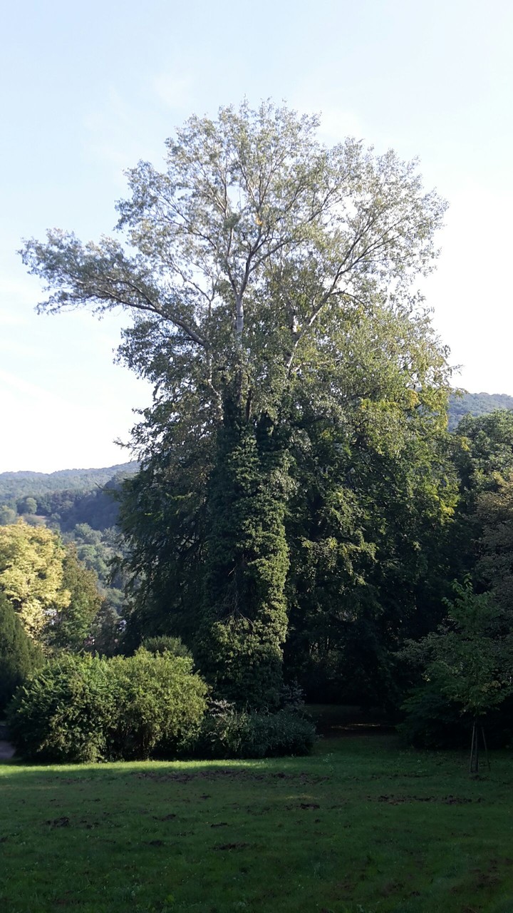 park