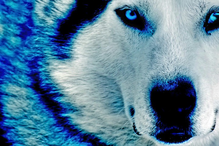Husky
