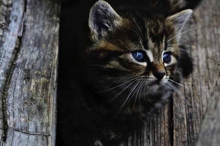 Kitten Cat Blueeyed