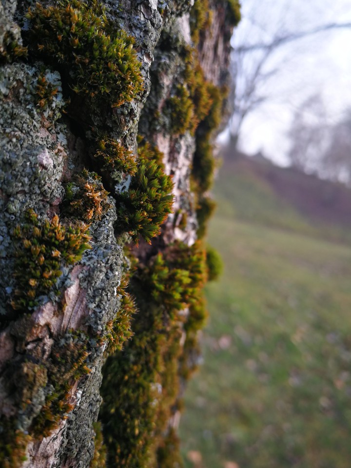 nature
