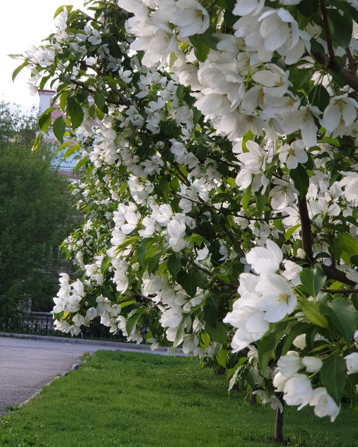 весна