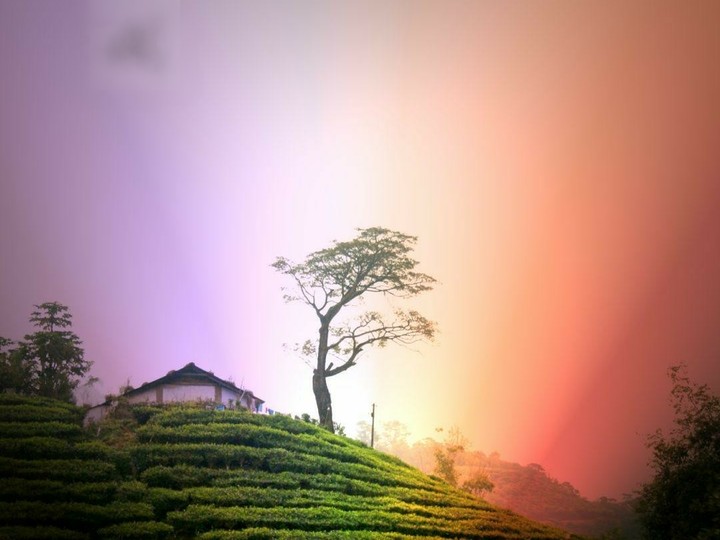 Colourful Tea Gardens