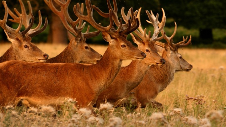 deers