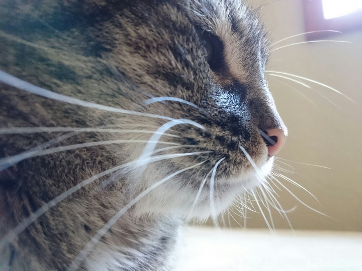 Whiskers