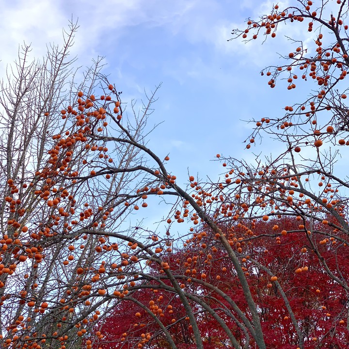 maple trees