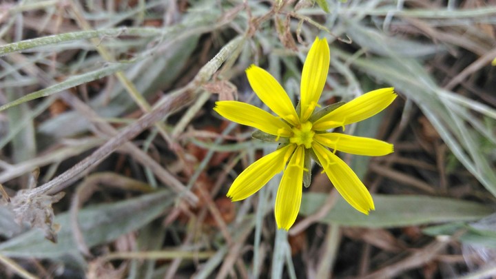 wild flower
