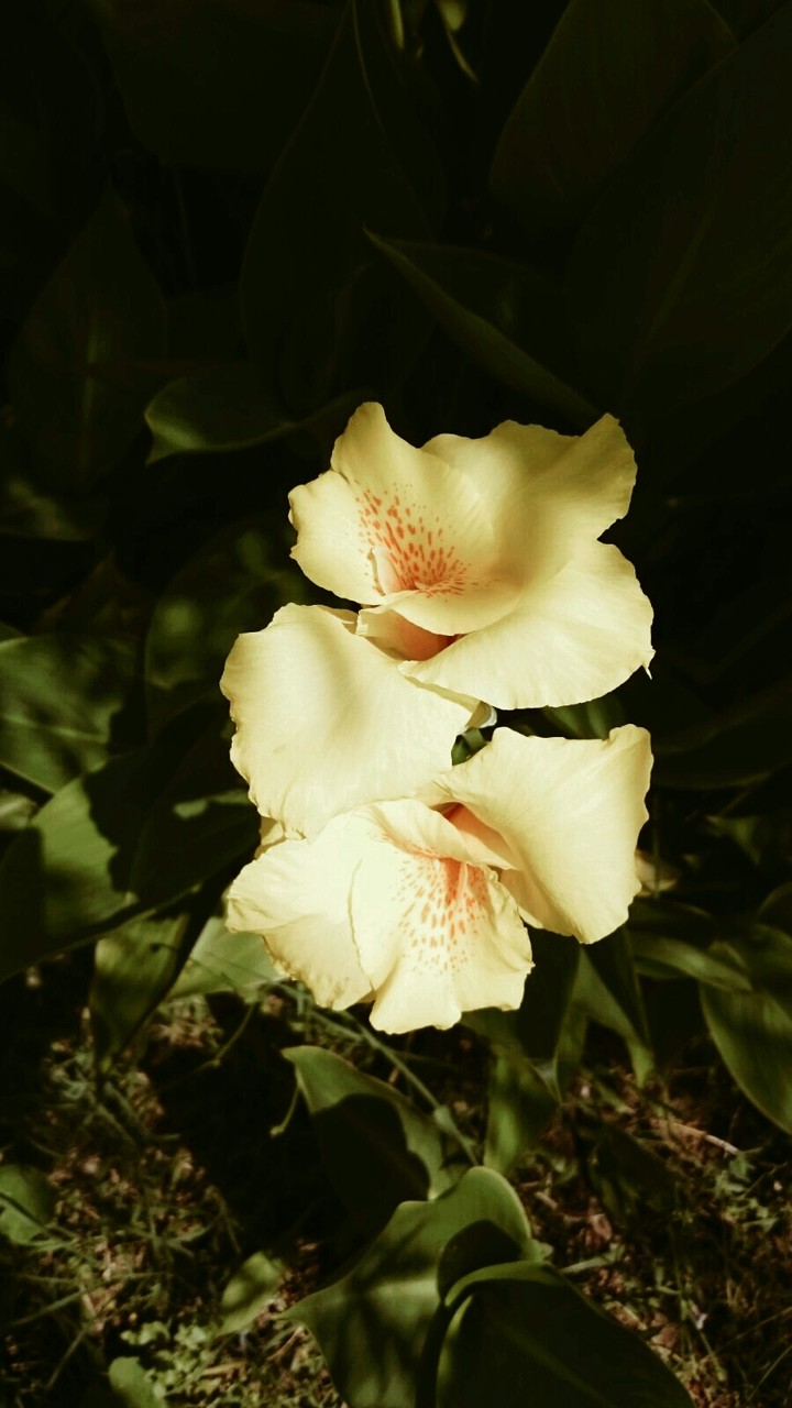 I Love you FLOWER