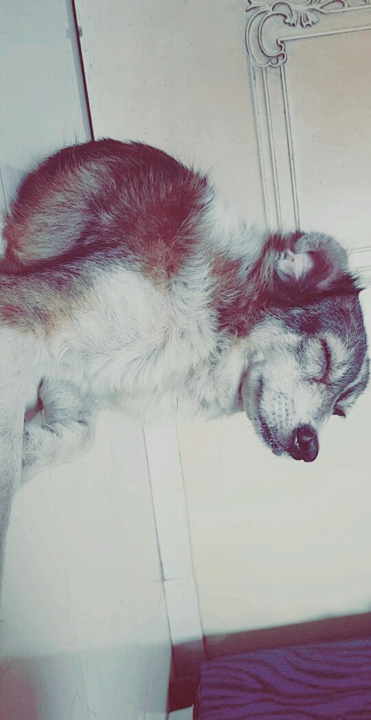 dog lovers